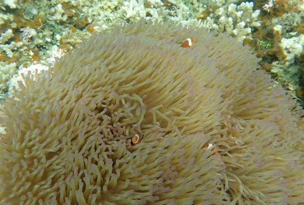 カヤック＆シュノーケル クロスリバーの写真・動画_image_429710