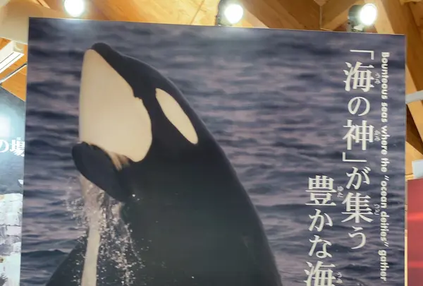 知床世界遺産センターの写真・動画_image_429805