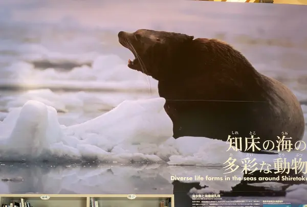 知床世界遺産センターの写真・動画_image_429808
