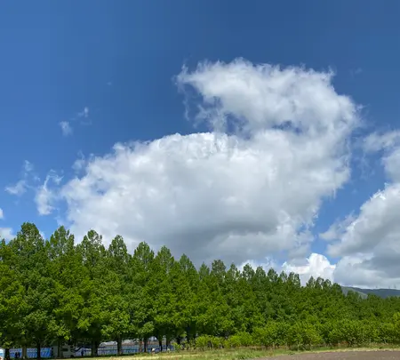 メタセコイア並木の写真・動画_image_430044