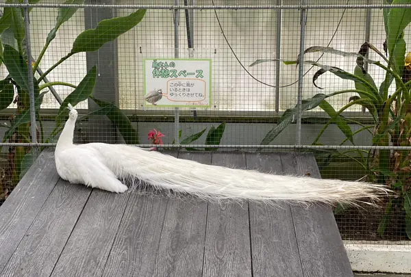 掛川花鳥園の写真・動画_image_430617