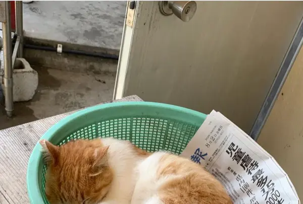 糸満漁業協同組合 お魚センターの写真・動画_image_430838