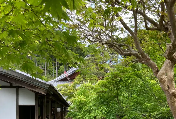 圓光寺の写真・動画_image_431291