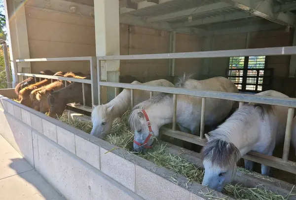 野間馬ハイランドまきば館の写真・動画_image_431396