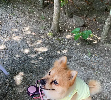備瀬の海風庭 茉 家（沖縄そば専門店）の写真・動画_image_431501