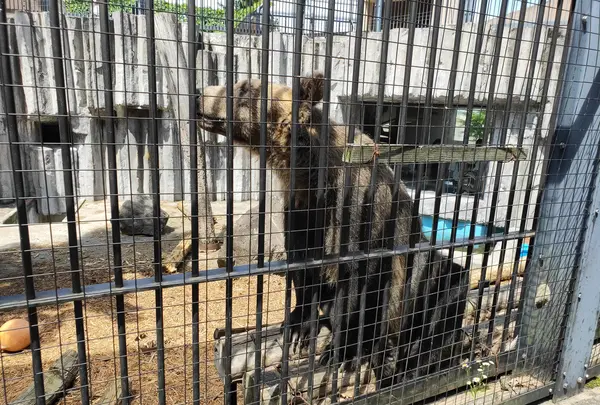 旭川市 旭山動物園の写真・動画_image_431606