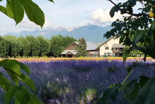 ファーム富田の写真・動画_image_431613