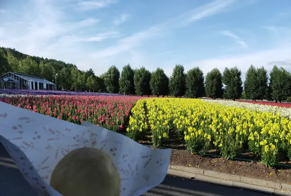 ファーム富田の写真・動画_image_431615