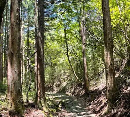 旧東海道石畳の写真・動画_image_432396