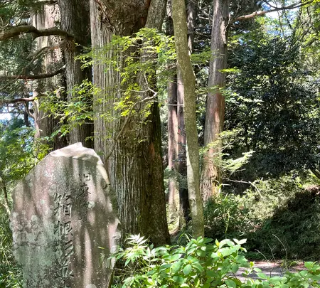 箱根旧街道杉並木の写真・動画_image_432404