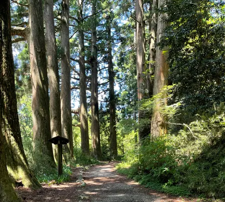 箱根旧街道杉並木の写真・動画_image_432405
