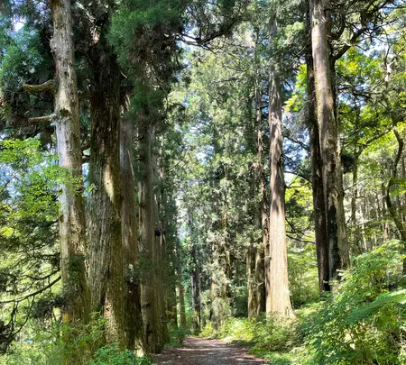 箱根旧街道杉並木の写真・動画_image_432406