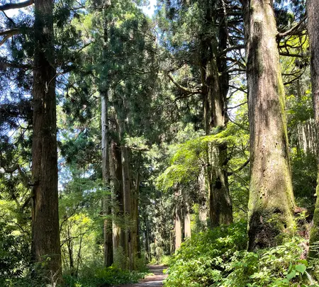 箱根旧街道杉並木の写真・動画_image_432407