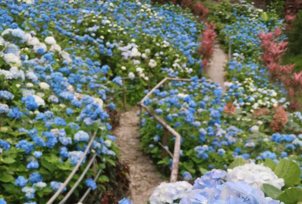 よへなあじさい園の写真・動画_image_432517