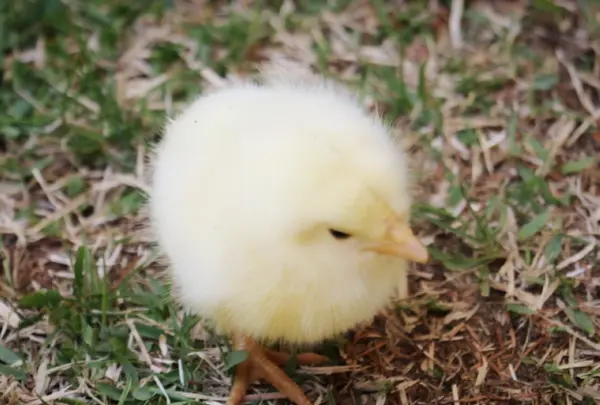 軽井沢タリアセンの写真・動画_image_432900