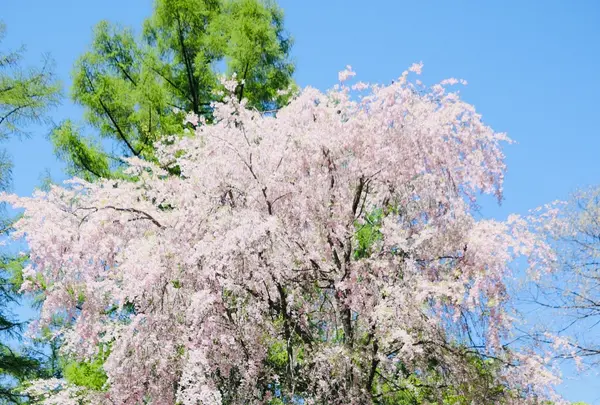 軽井沢プリンスホテル ウエストの写真・動画_image_432921