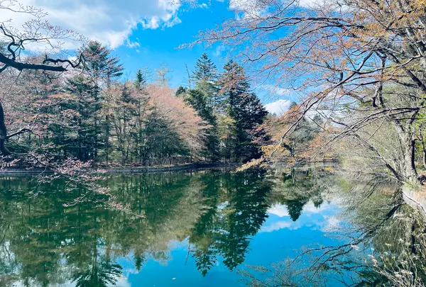 雲場池の写真・動画_image_432939