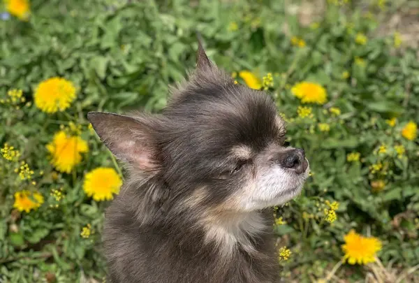 軽井沢プリンスホテル ウエストの写真・動画_image_432955