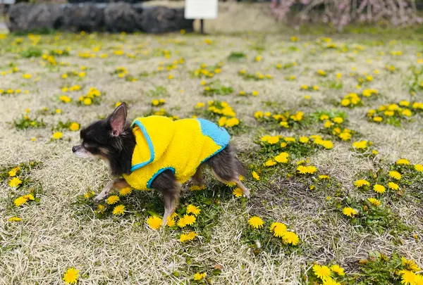 軽井沢プリンスホテル ウエストの写真・動画_image_432956