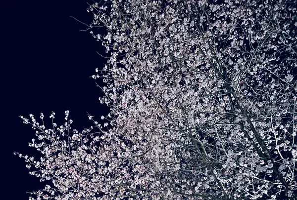 星野温泉　トンボの湯の写真・動画_image_432986