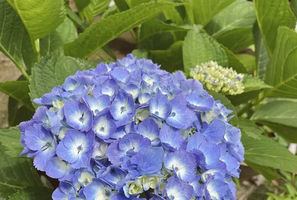 服部農園あじさい屋敷の写真・動画_image_433021