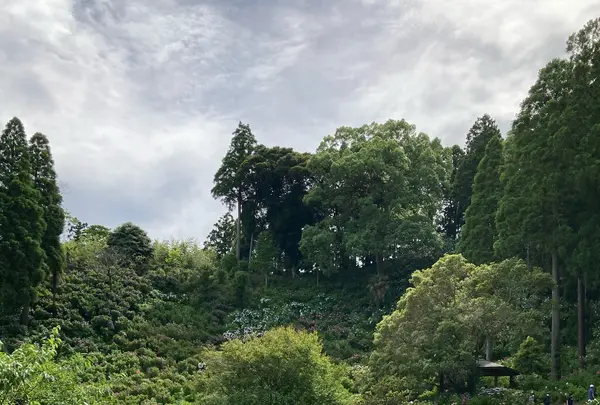 服部農園あじさい屋敷の写真・動画_image_433022