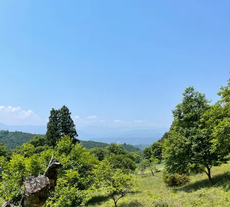 札所二番　真福寺の写真・動画_image_433367