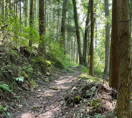 札所二番　真福寺の写真・動画_image_433375