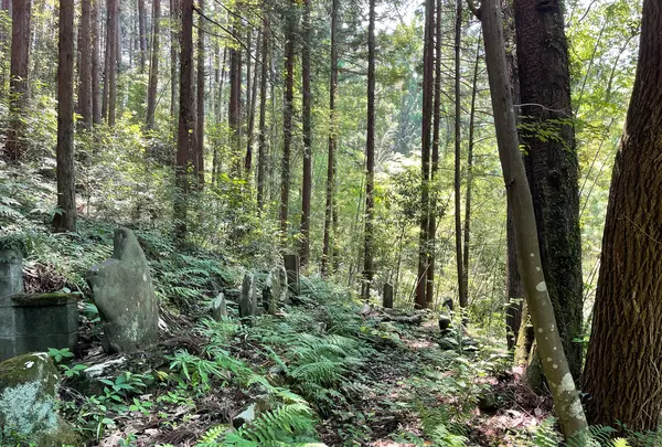 札所二番　真福寺の写真・動画_image_433376