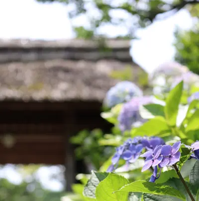 東慶寺の写真・動画_image_433589
