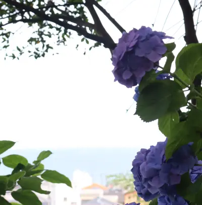 長谷寺の写真・動画_image_433595