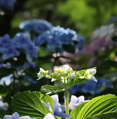 長谷寺の写真・動画_image_433596