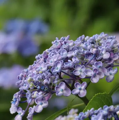 長谷寺の写真・動画_image_433598