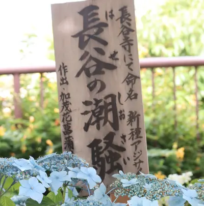 長谷寺の写真・動画_image_433599