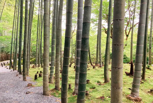 圓光寺の写真・動画_image_433659