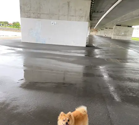 波の上うみそら公園の写真・動画_image_433866