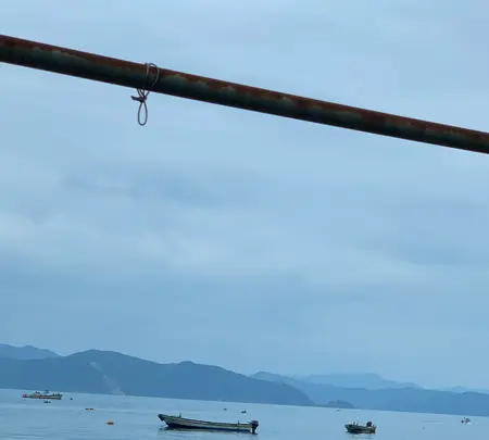 常神の蘇鉄（そてつ）の写真・動画_image_433914