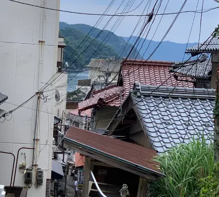 常神の蘇鉄（そてつ）の写真・動画_image_433915