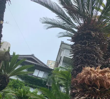 常神の蘇鉄（そてつ）の写真・動画_image_433916