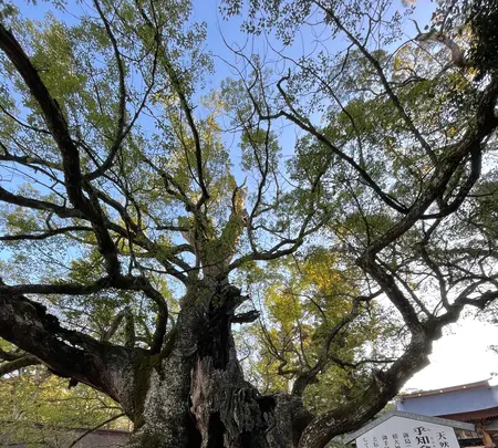 大山祇神社の写真・動画_image_434308