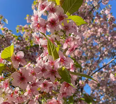 因島大橋の写真・動画_image_434346