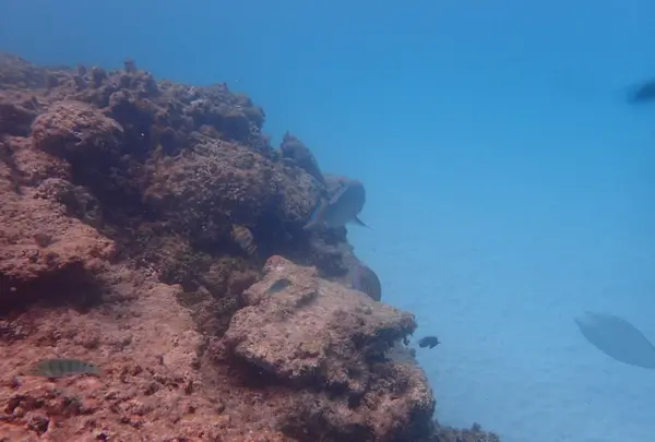 ニシハマビーチの写真・動画_image_435042