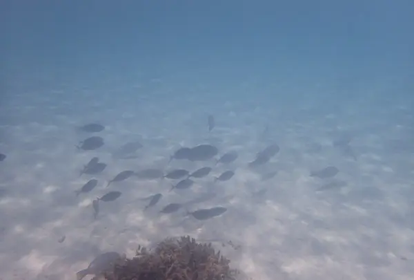 ニシハマビーチの写真・動画_image_435043
