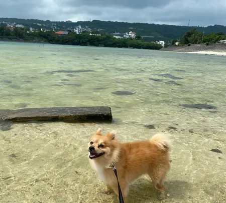 奥武ビーチの写真・動画_image_436001