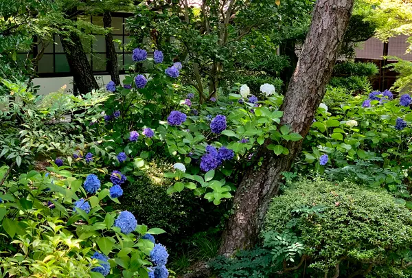 廬山寺の写真・動画_image_436143