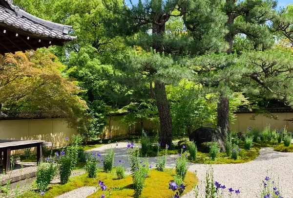 廬山寺の写真・動画_image_436147