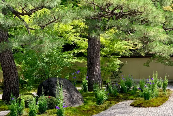 廬山寺の写真・動画_image_436149