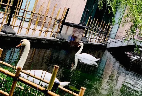六角堂の写真・動画_image_436162