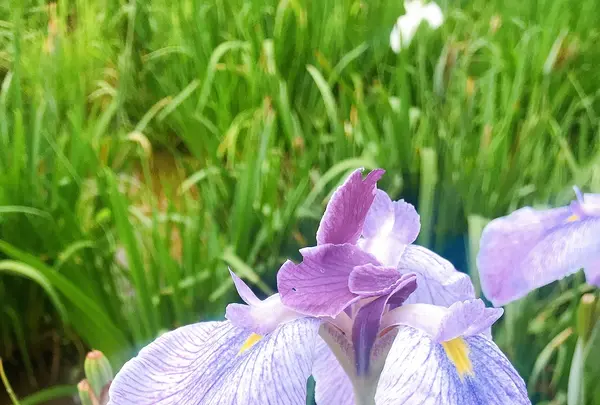 水郷潮来あやめ園の写真・動画_image_436220
