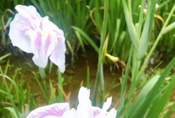 水郷潮来あやめ園の写真・動画_image_436221